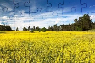 Rapeseed Field jigsaw puzzle