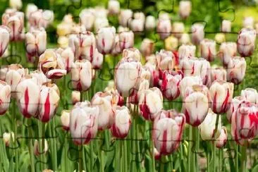 Tulipes