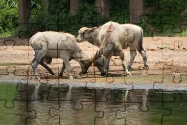 Veau jouant au bord de l'eau