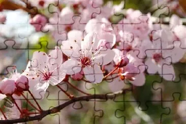 Cherry Blossom jigsaw puzzle