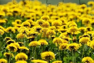 Dandelions jigsaw puzzle