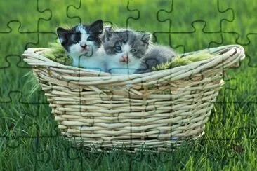 Basket of Tiny Kittens Outdoors jigsaw puzzle