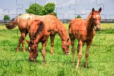 Mare et deux poulains dans un champ