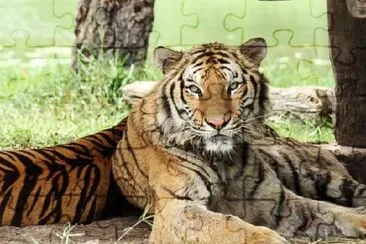 Bengalisk tiger