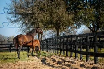 Jeune jument et poulain cheval au pâturage vert