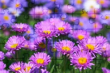 Beautiful Flowers jigsaw puzzle