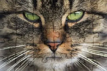 Cat Eyes Up Close jigsaw puzzle