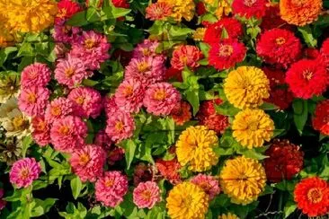 Colorful Flowers in the Summer jigsaw puzzle