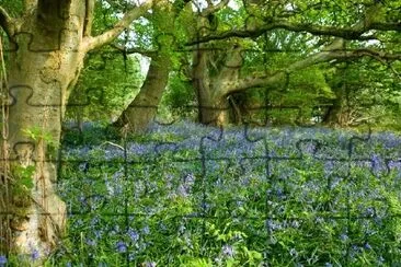 Bluebells dans les bois