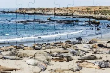 Elephant-Seal Colony  jigsaw puzzle