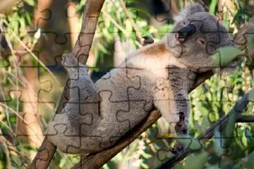 Lazy Koala jigsaw puzzle