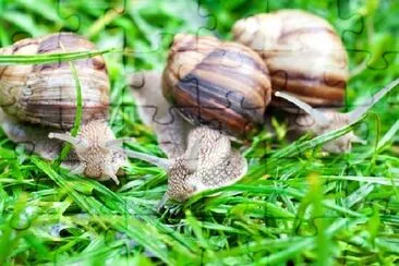 Caracóis na grama verde