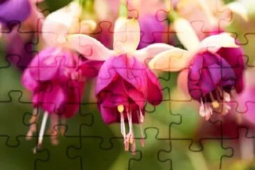 Three Purple Flowers jigsaw puzzle