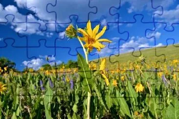 Wildflower Field jigsaw puzzle