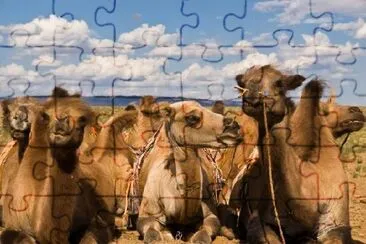 Bactrian Camels jigsaw puzzle