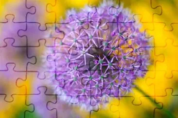 Beautiful Spring Flower jigsaw puzzle