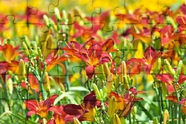 Daylilies