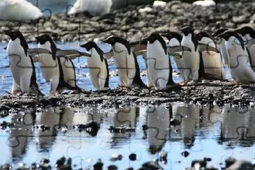 Adele Penguins jigsaw puzzle