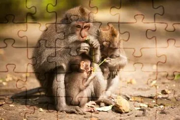 Famille de singes