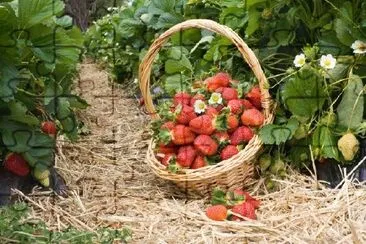 Fraises dans le panier