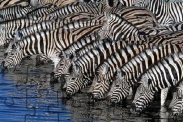 Thirsty Zebras  jigsaw puzzle