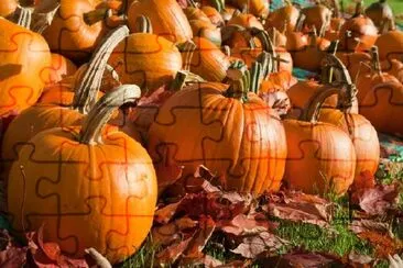 Ripe Pumpkins in a Field jigsaw puzzle