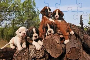 Five Boxer Puppies jigsaw puzzle