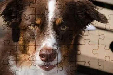 Australian Shepherd Eyes