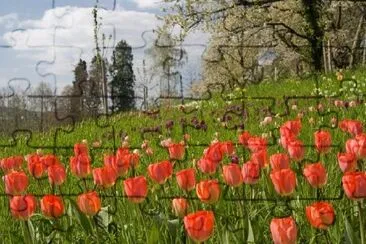 Tulipas