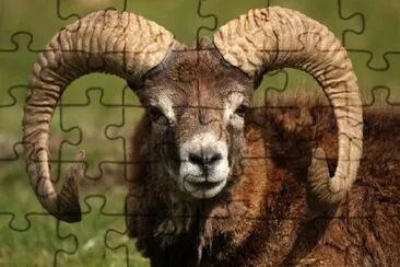 Mouflon with Horns jigsaw puzzle