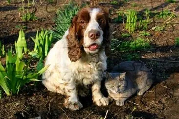 犬と猫