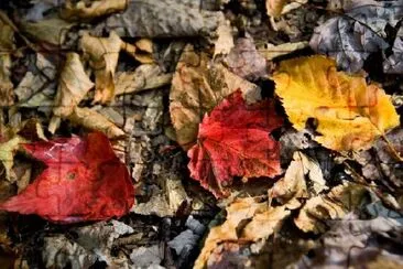 Autumn Leaves jigsaw puzzle