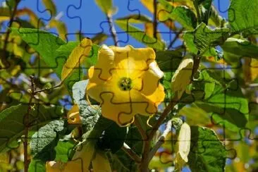 Angels Trumpet jigsaw puzzle