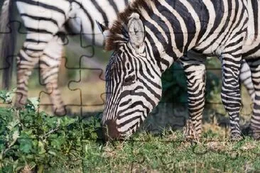 Zebras Pastando