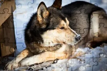 Husky Dog jigsaw puzzle