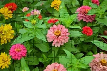 Beautiful Zinnias jigsaw puzzle