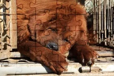 Tibetan Mastiff jigsaw puzzle