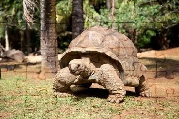 Una tortuga caminando