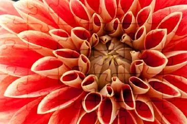 Dahlia