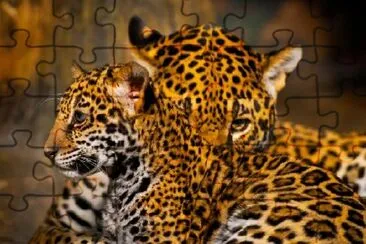 Jaguar Cubs