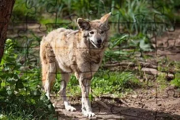 Lobo solitario