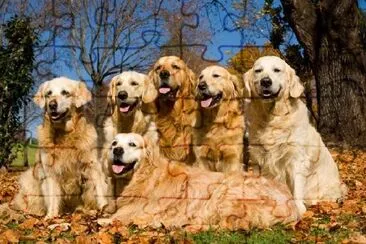 Foto do grupo Golden Retrievers