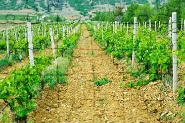 Green Vineyard  jigsaw puzzle