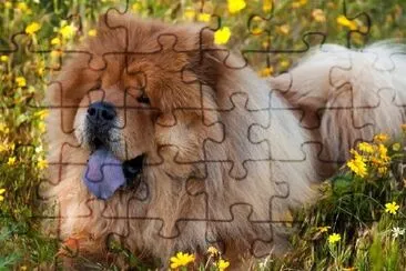 Chow-Chow Dog jigsaw puzzle