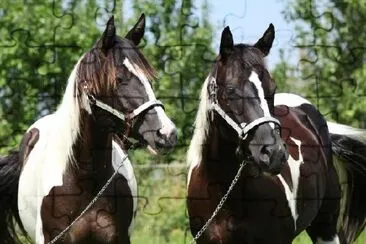 Dos caballos con cabestros