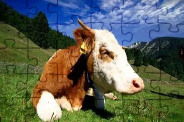 A Happy Cow jigsaw puzzle