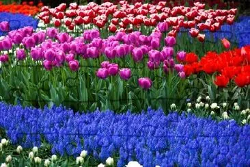 Fleurs de tulipe en fleurs