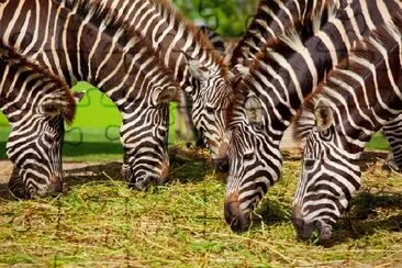 Zebras comendo