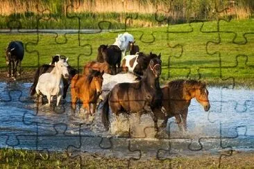 Cavalos de corrida