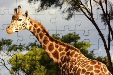 Giraffe in the Late Afternoon Sun jigsaw puzzle